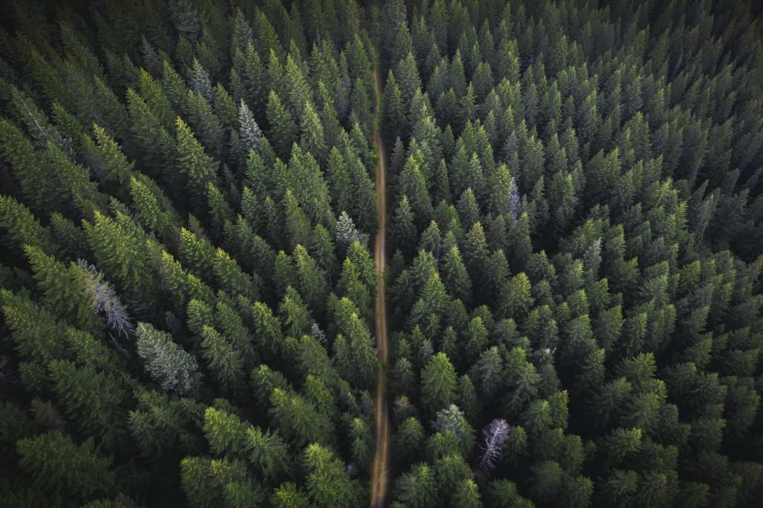 forest